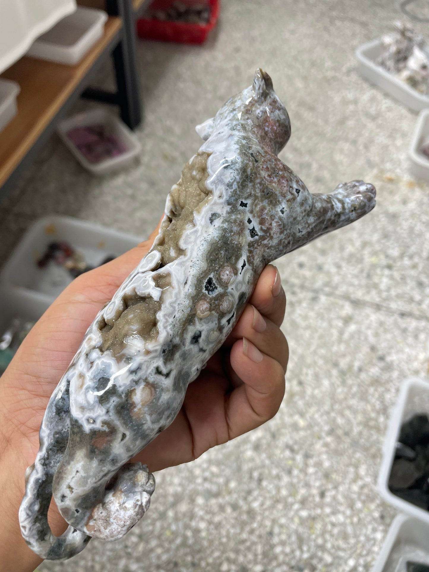 Ocean jasper leopard